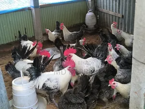 Egyptian Fayoumi rooster and hen for sale, age 6 months