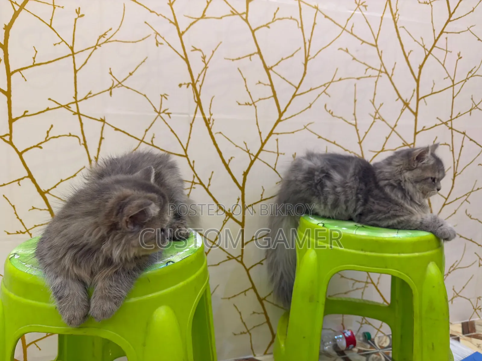 3-6 months Male Purebred Persian