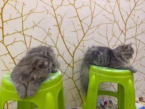 3-6 months Male Purebred Persian