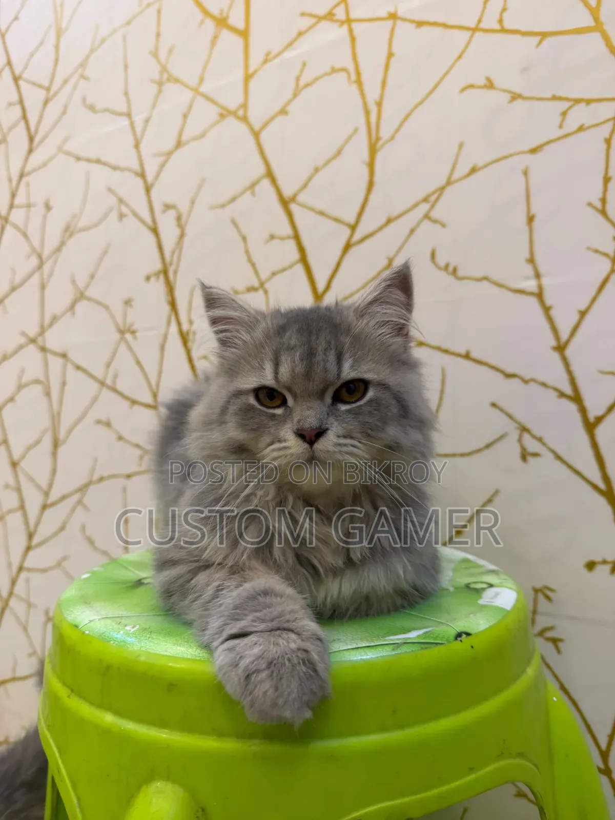 3-6 months Male Purebred Persian
