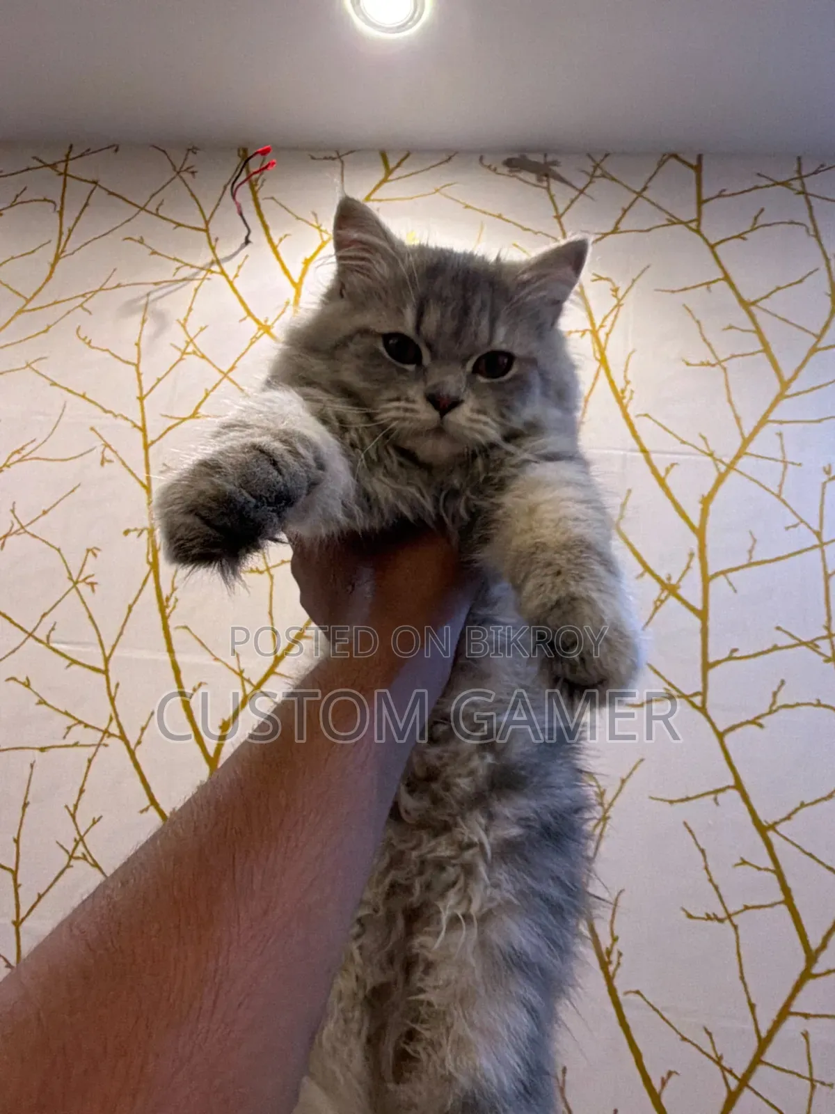 3-6 months Male Purebred Persian