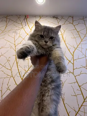 3-6 months Male Purebred Persian