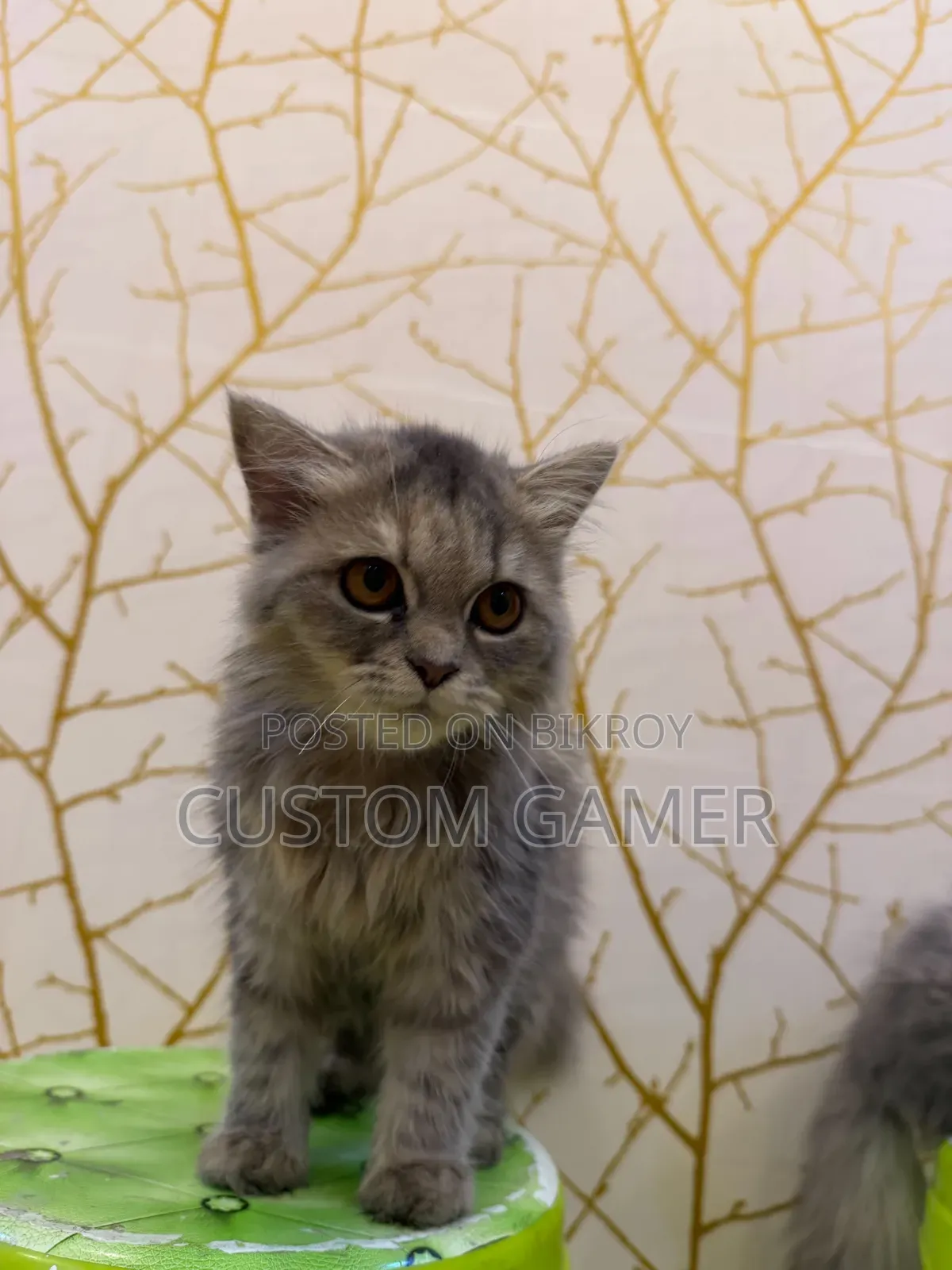 3-6 months Male Purebred Persian