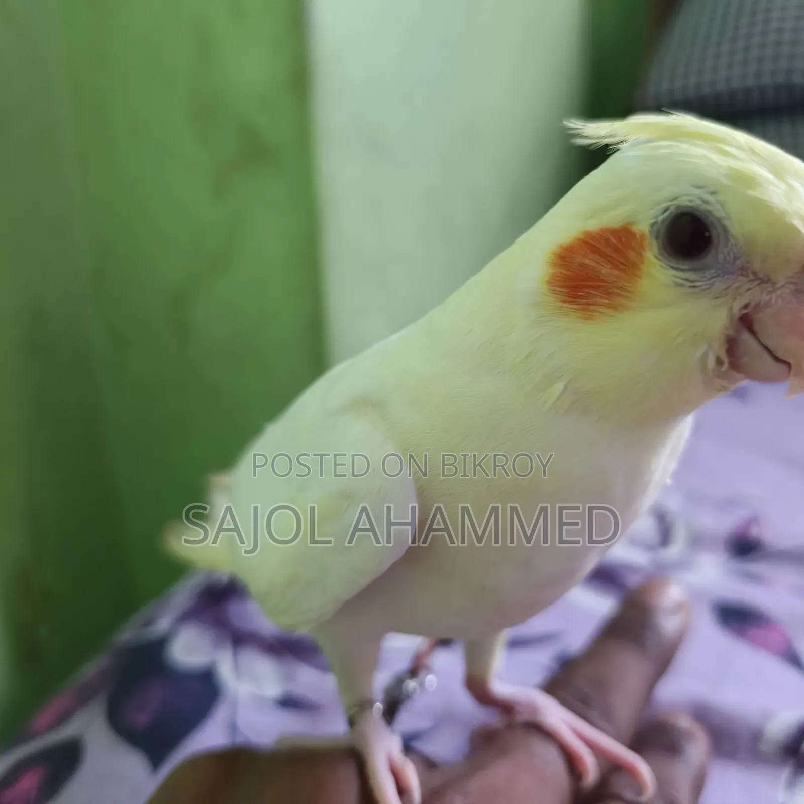 Cockatiel Tame Baby 2000