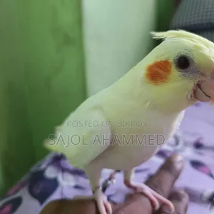 Cockatiel Tame Baby 2000