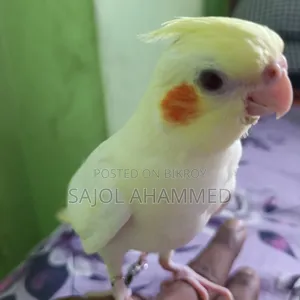 Cockatiel Tame Baby 2000