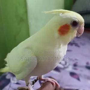 Cockatiel Tame Baby 2000