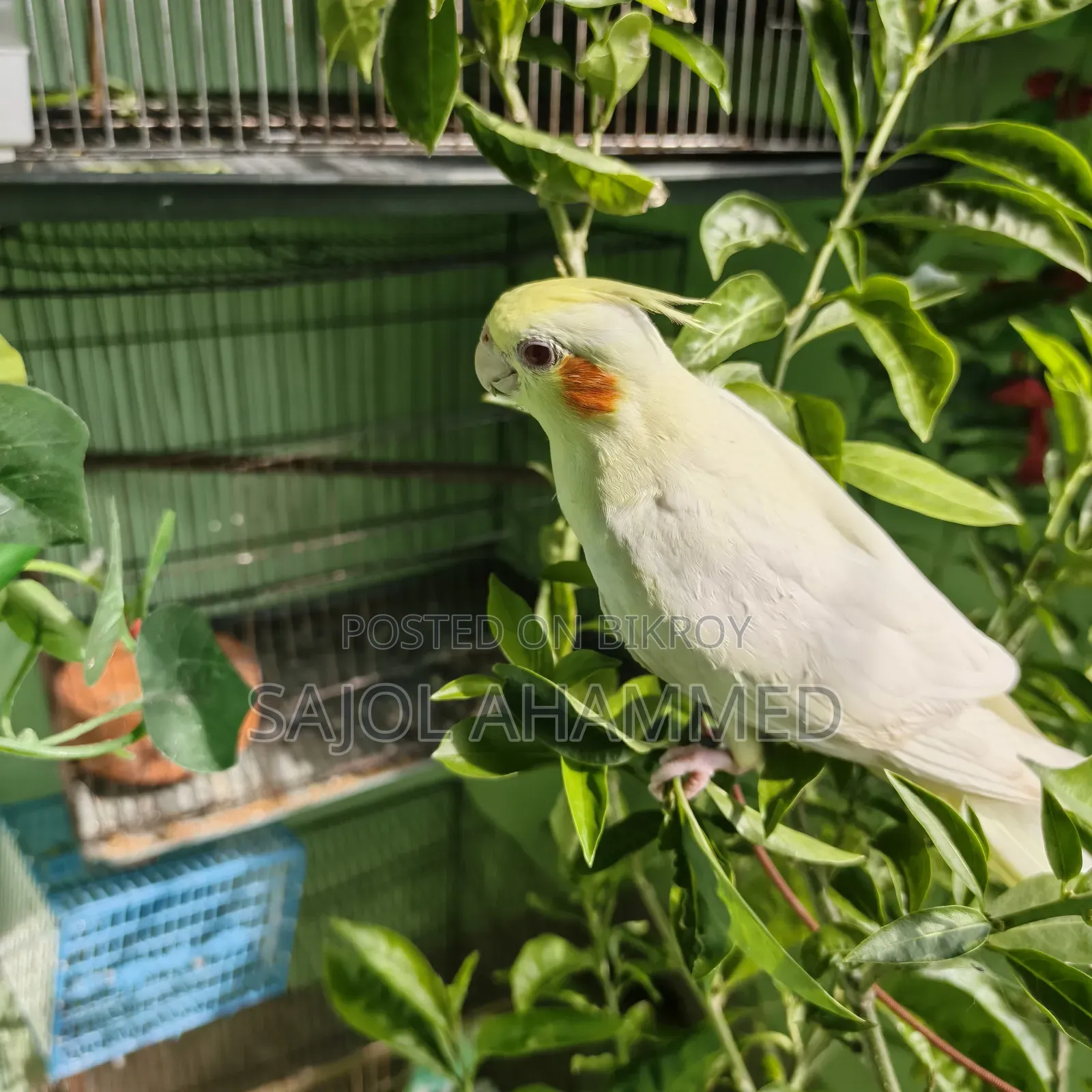 Cockatiel Tame Baby 2000