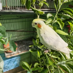 Cockatiel Tame Baby 2000