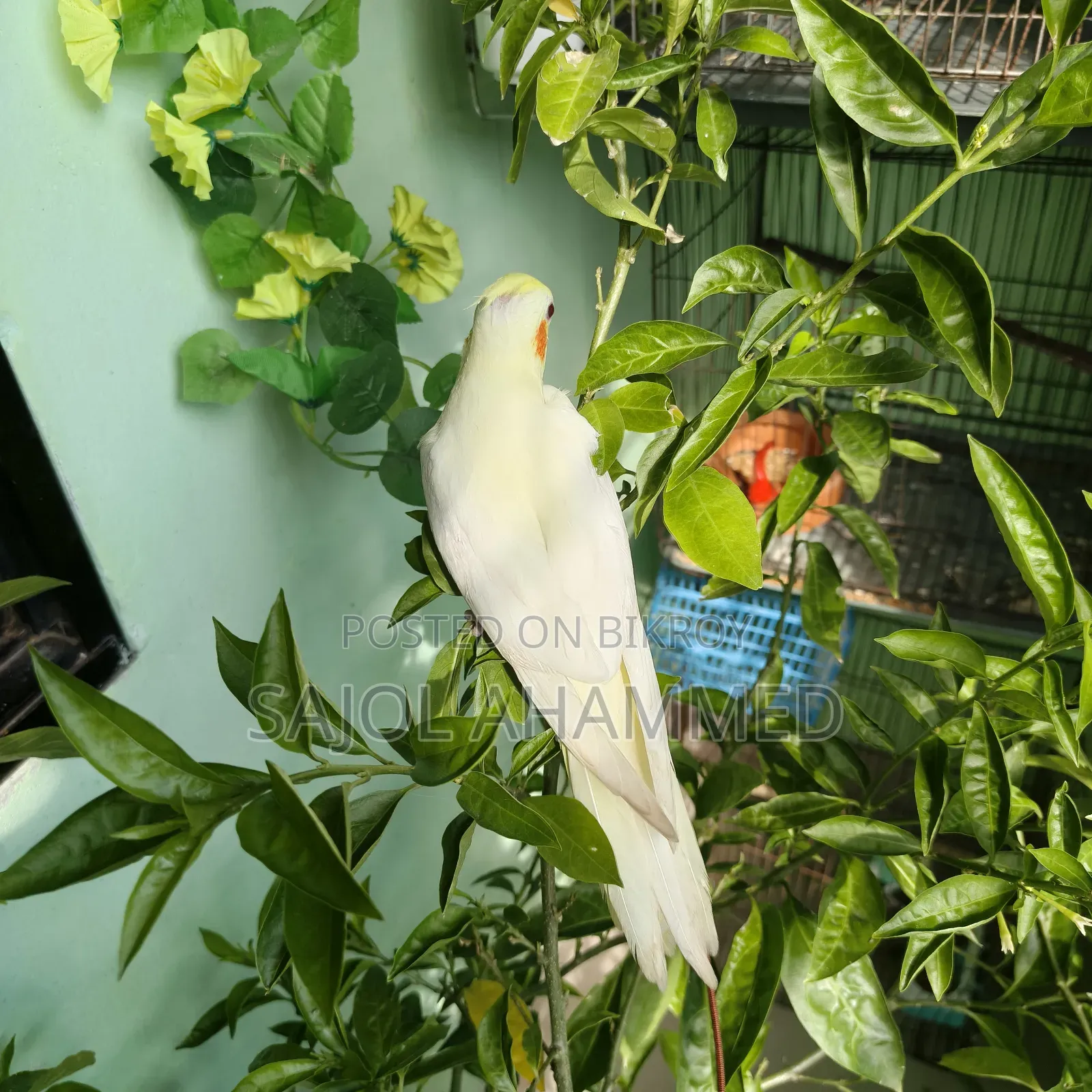 Cockatiel Tame Baby 2000