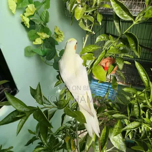 Cockatiel Tame Baby 2000