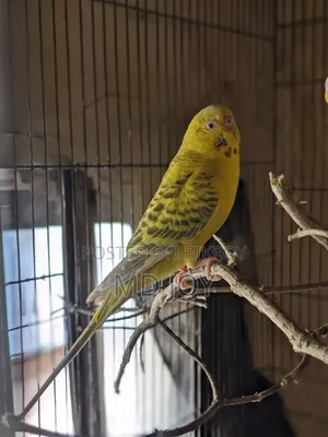 Budgerigar Bird