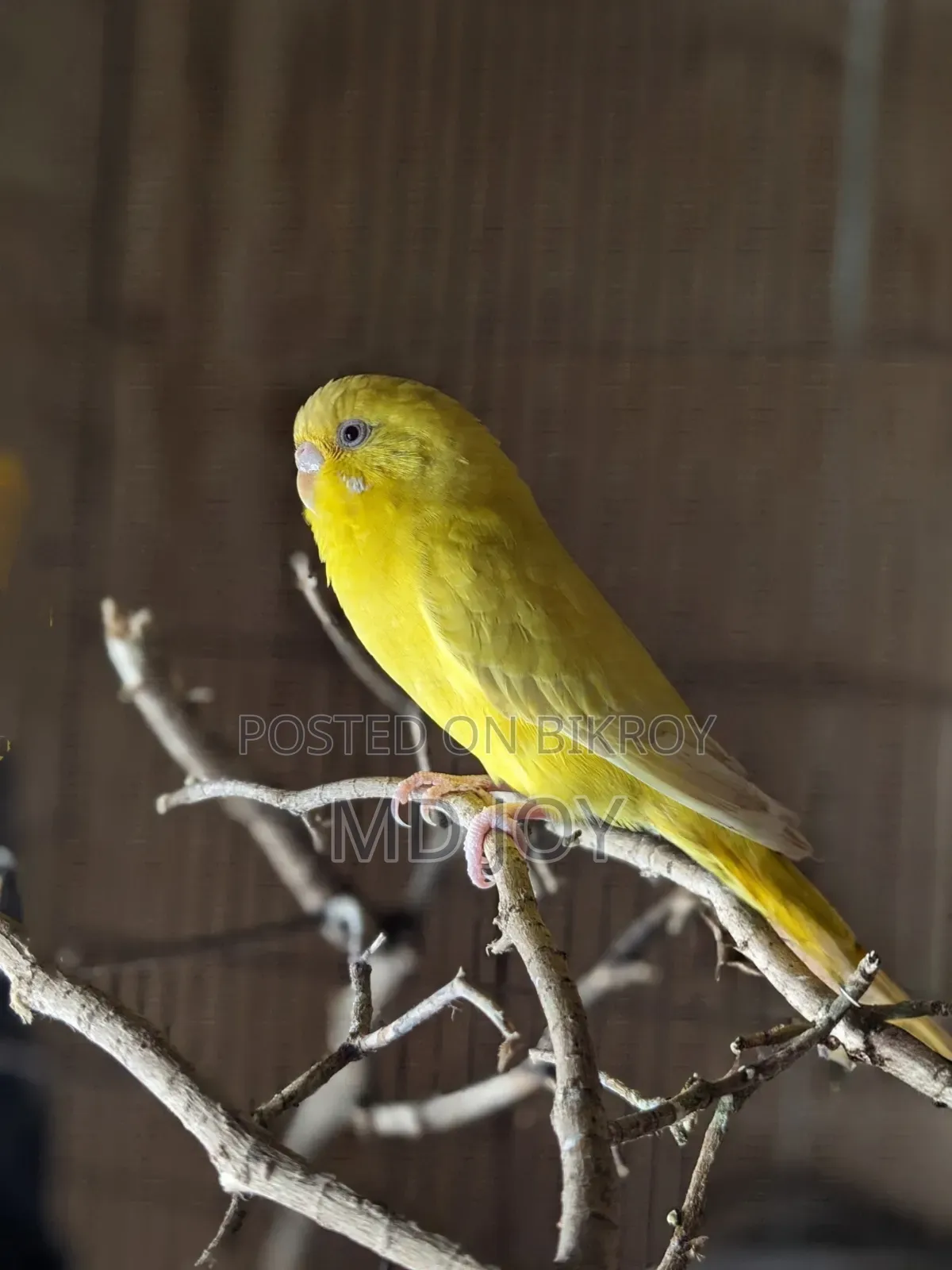 Budgerigar Bird