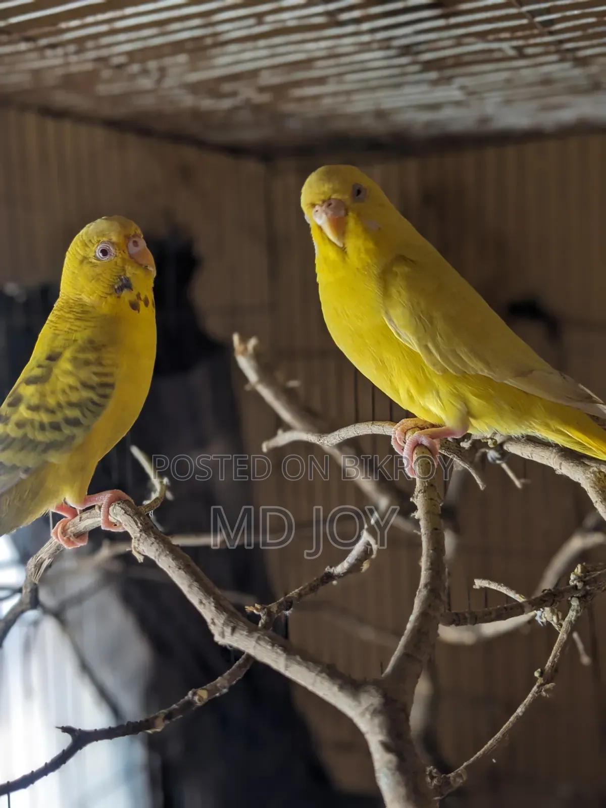 Budgerigar Bird