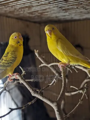 Budgerigar Bird
