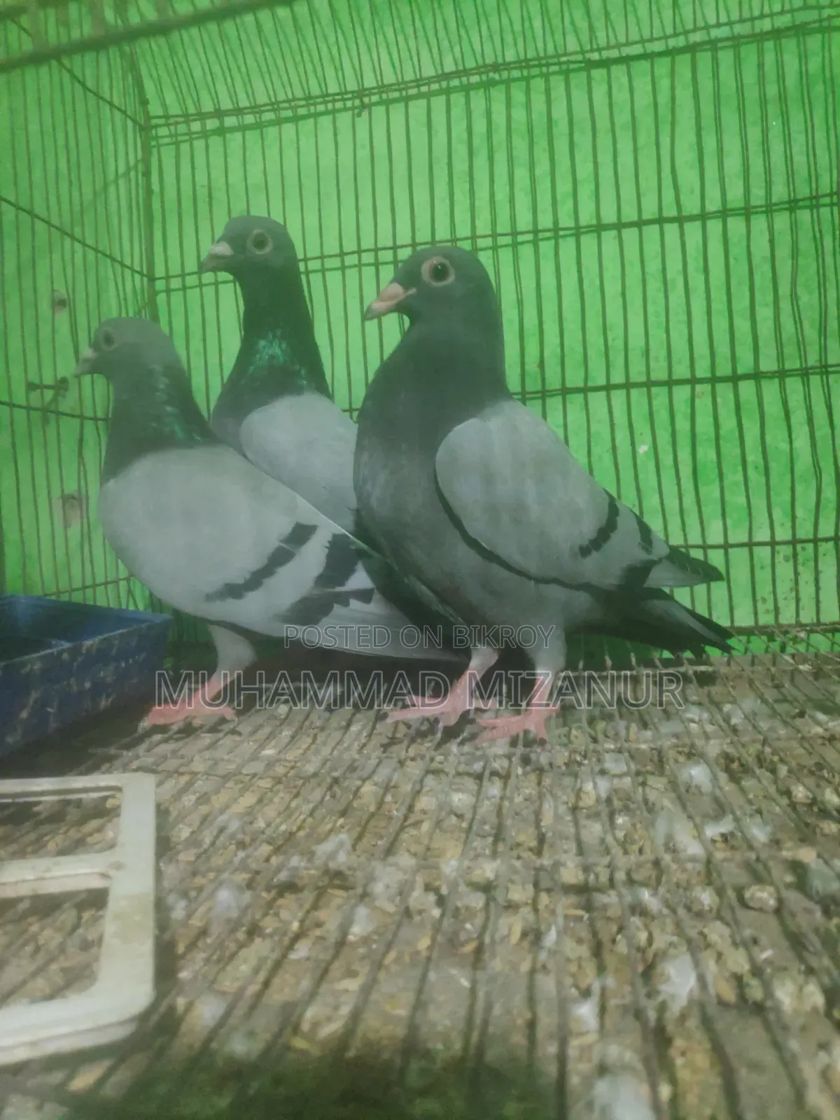 কবুতর সেল রেসার