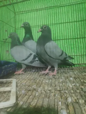কবুতর সেল রেসার