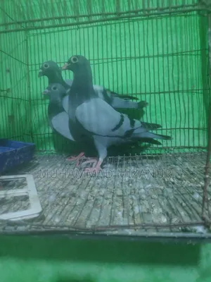 কবুতর সেল রেসার
