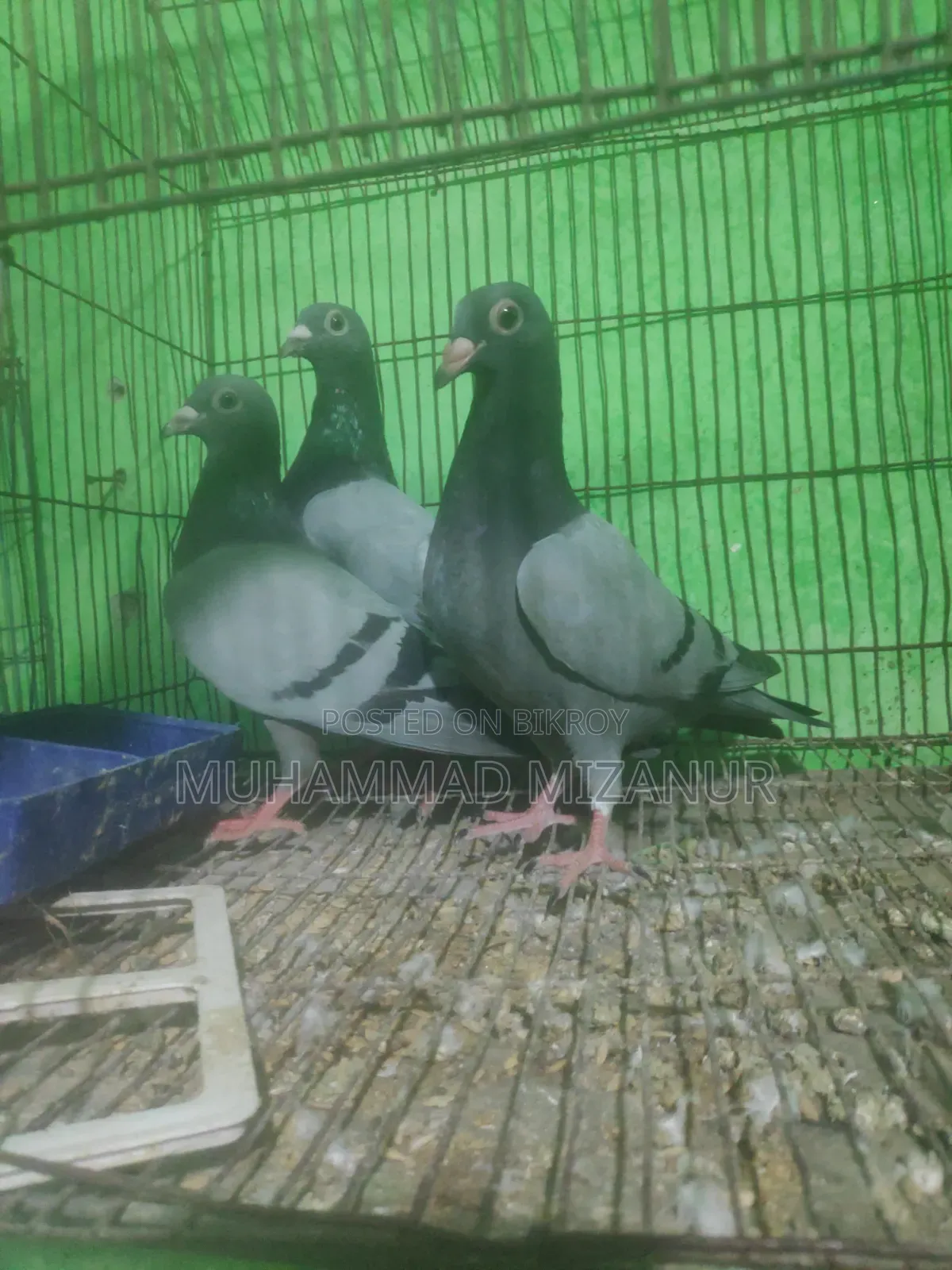 কবুতর সেল রেসার