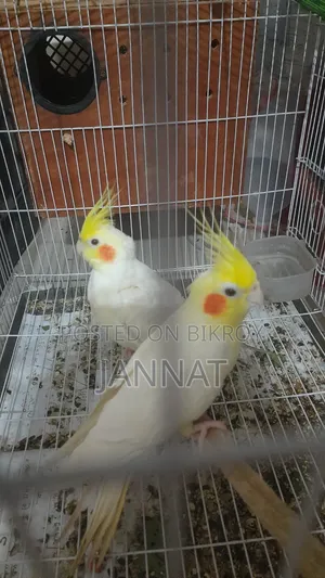 ককাটেল জোড়া বিক্রি, এডাল্ড