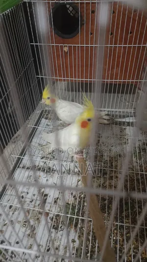 ককাটেল জোড়া বিক্রি, এডাল্ড