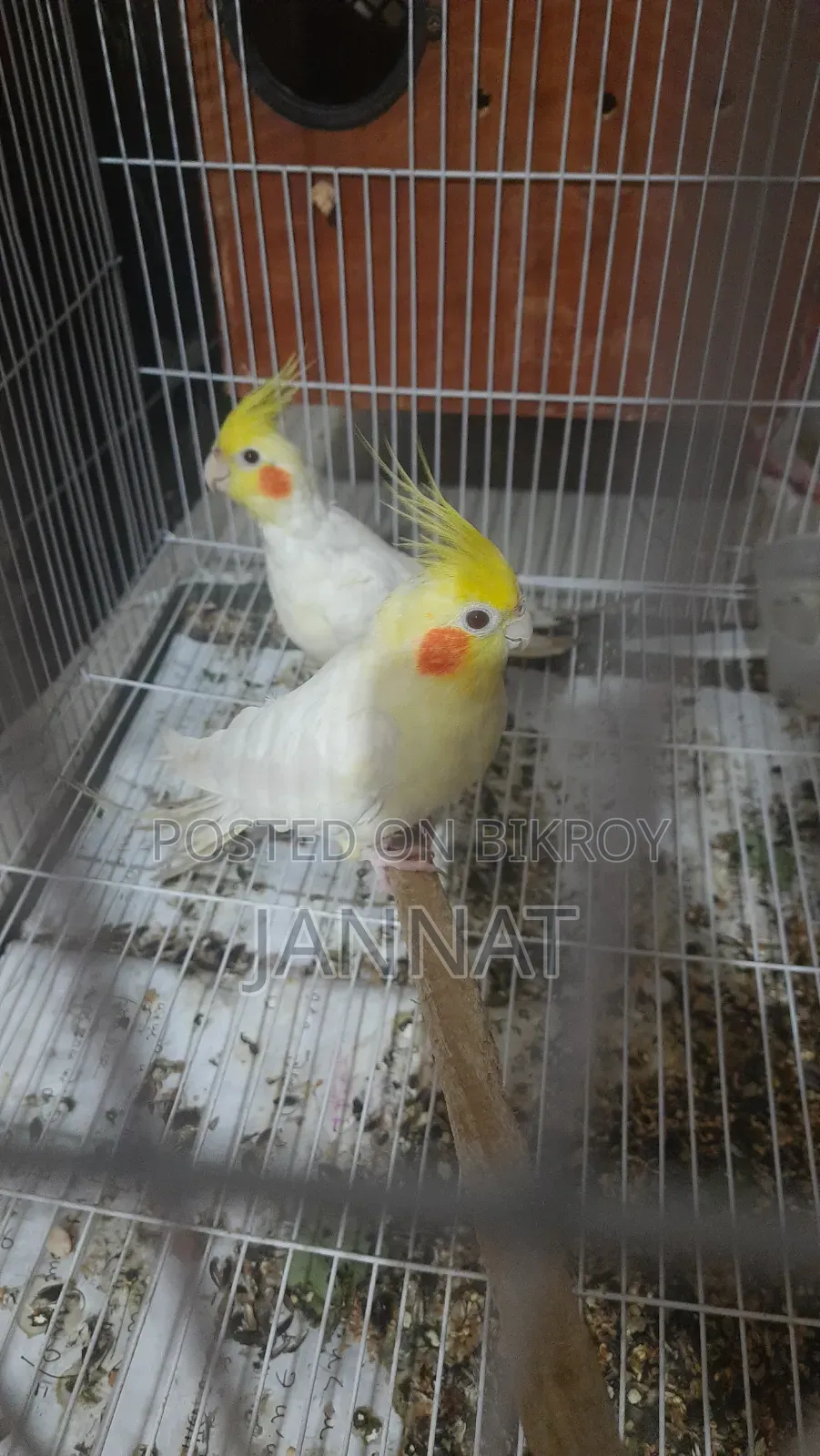 ককাটেল জোড়া বিক্রি, এডাল্ড