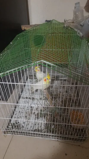 ককাটেল জোড়া বিক্রি, এডাল্ড