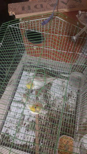 ককাটেল জোড়া বিক্রি, এডাল্ড
