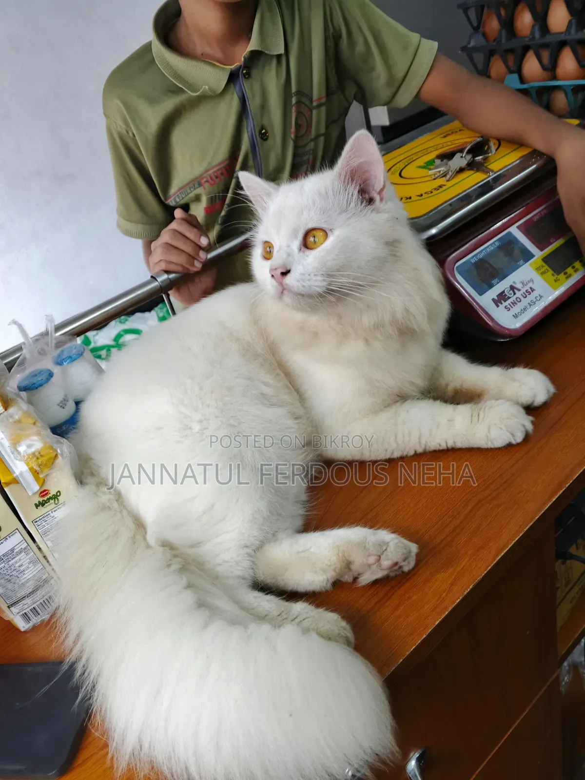 ৩-৬ মাসের পুরুষ খাঁটি পার্সিয়ান