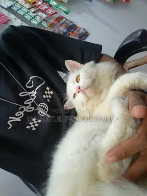 ৩-৬ মাসের পুরুষ খাঁটি পার্সিয়ান