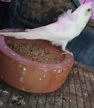 JP Albino Red Eye Male