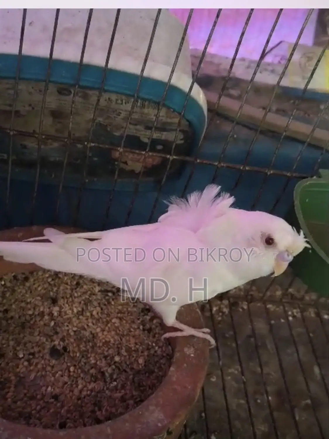 JP Albino Red Eye Male