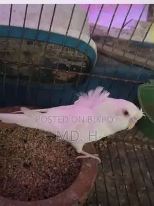 JP Albino Red Eye Male