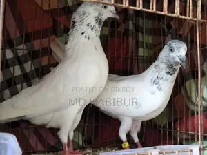 এক জোড়া কবুতর