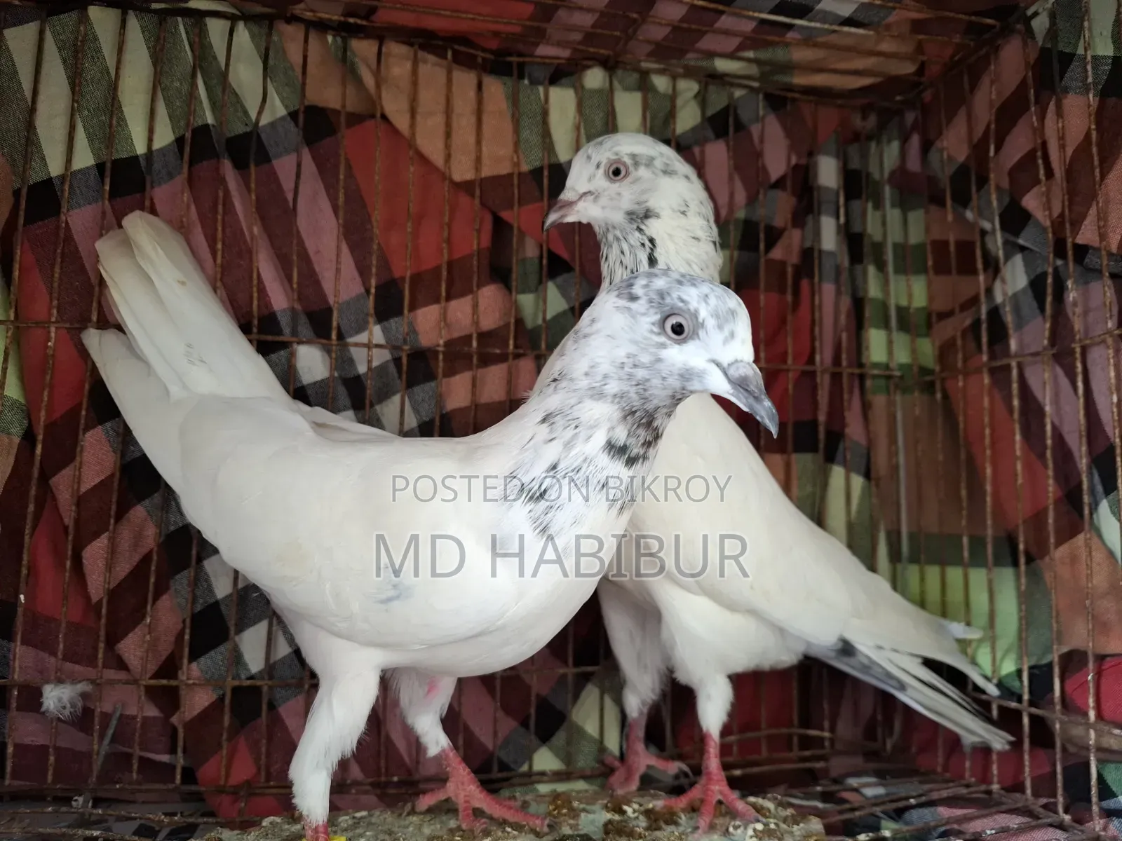 A Pair of Pigeons