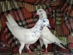 A Pair of Pigeons