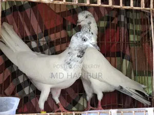 A Pair of Pigeons