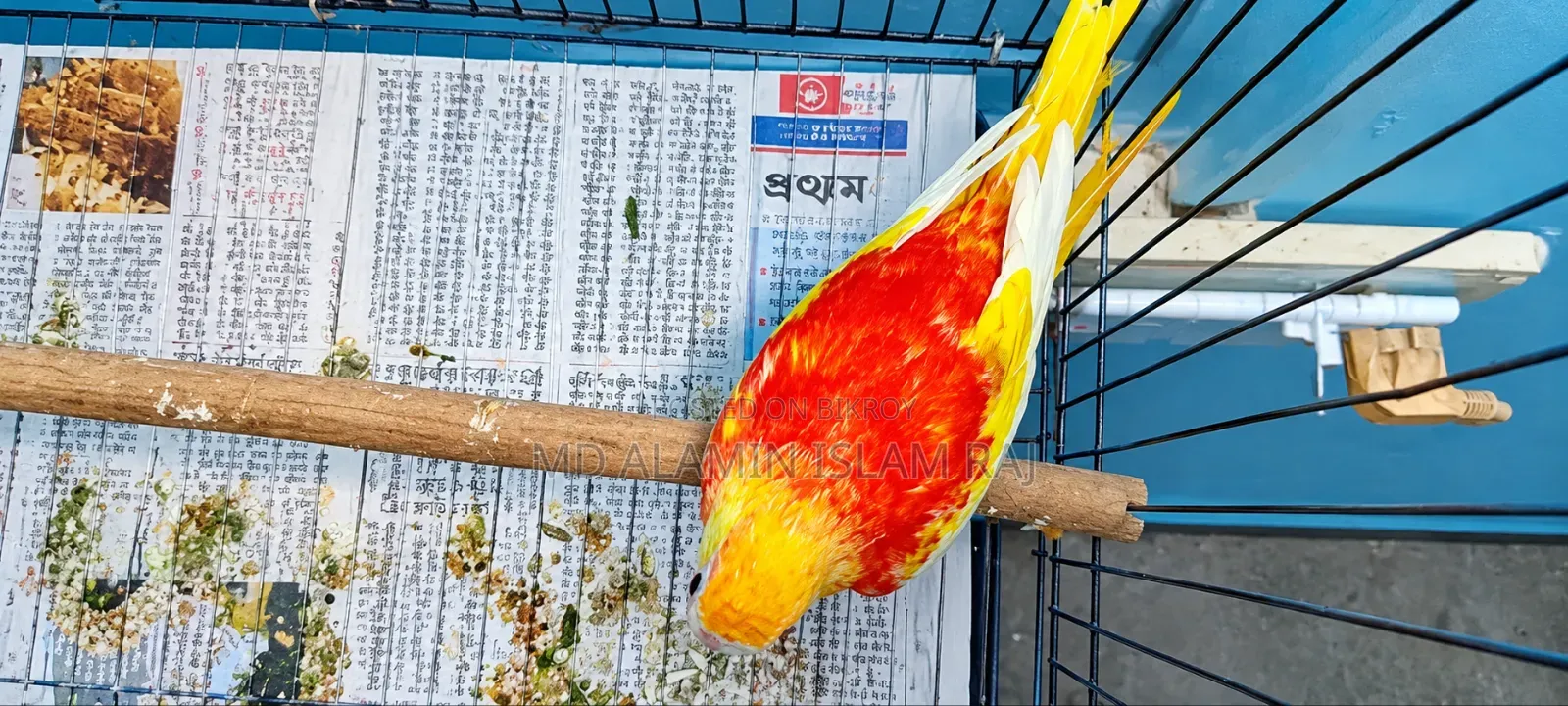 টারকুইজিন রুবিনো ব্রিড করা ফিমেল