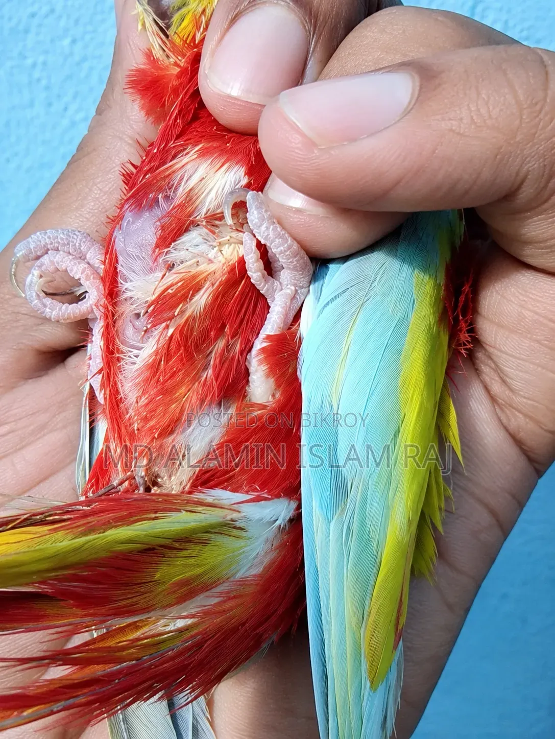 টারকুইজিন রুবিনো ব্রিড করা ফিমেল