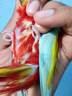 টারকুইজিন রুবিনো ব্রিড করা ফিমেল