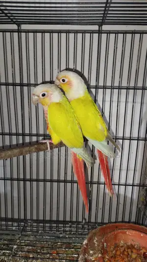 Suncheek Conure Breeding Pair