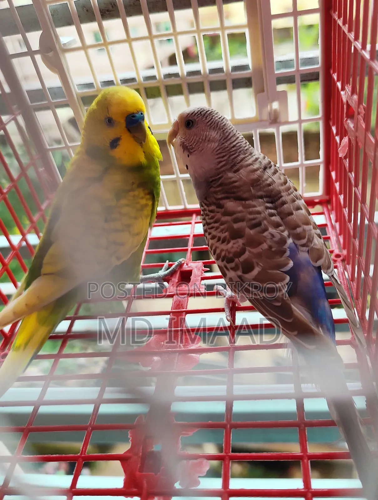 Budgerigar Birds Pair
