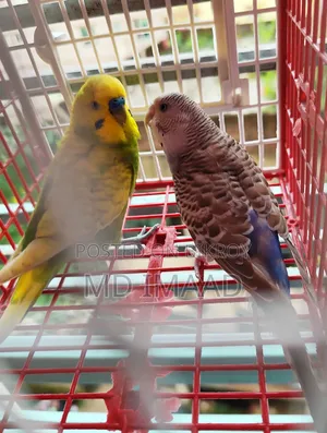 Budgerigar Birds Pair