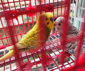 Budgerigar Birds Pair