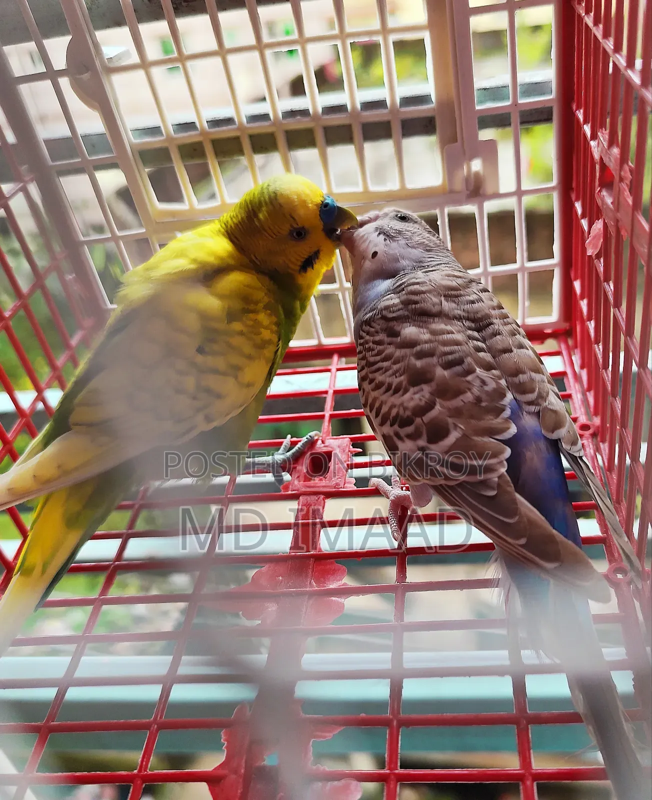 Budgerigar Birds Pair