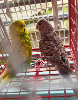 Budgerigar Birds Pair