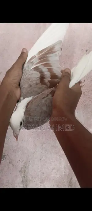Kobutor, Bird