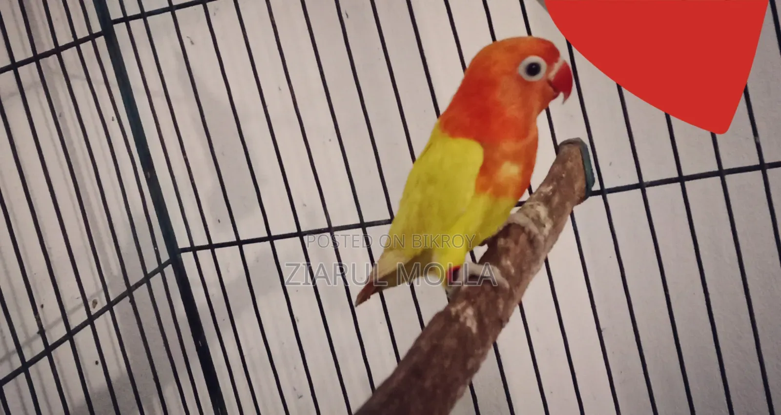 Decino Opaline Female