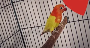 Decino Opaline Female