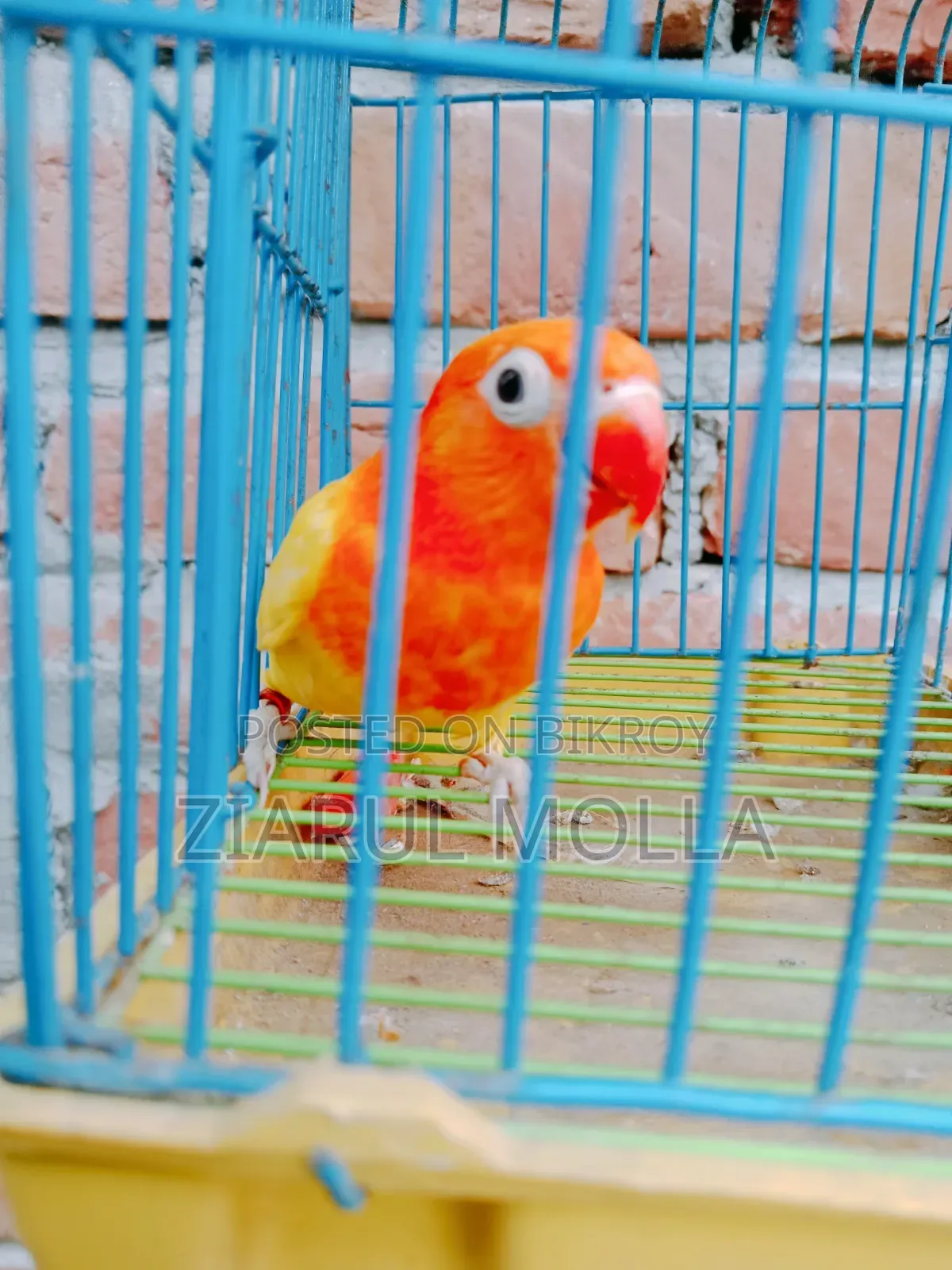 Decino Opaline Female
